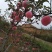苹果