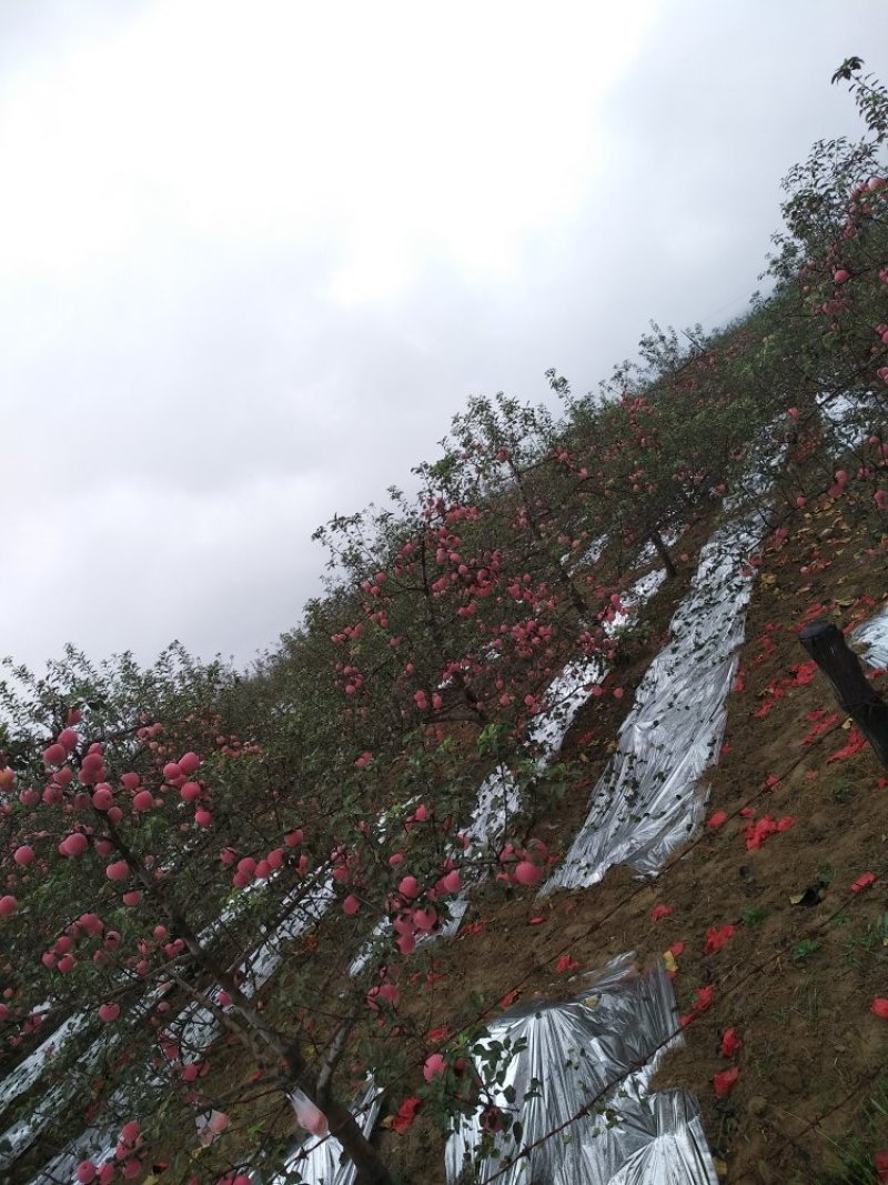 苹果