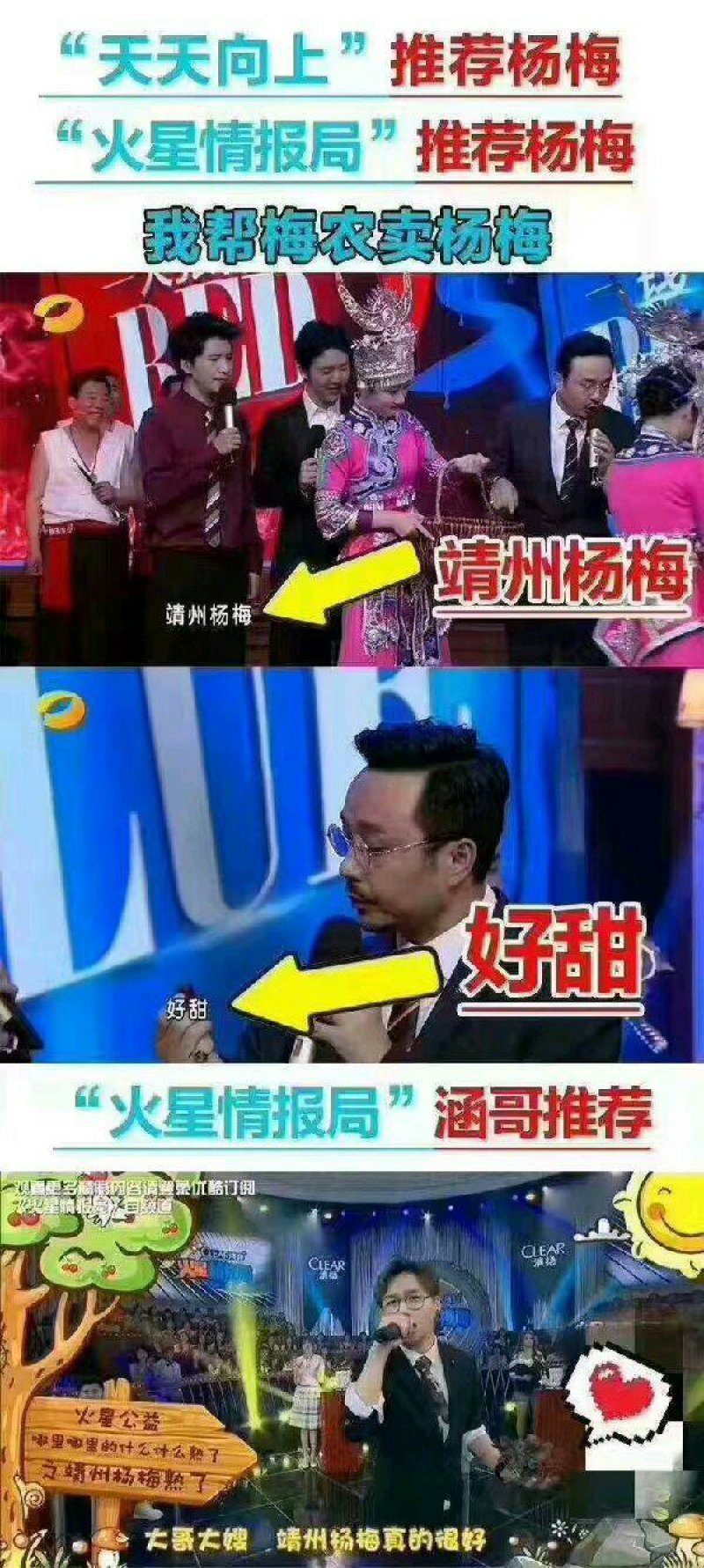 杨梅苗乌梅苗台梅苗量大优惠
