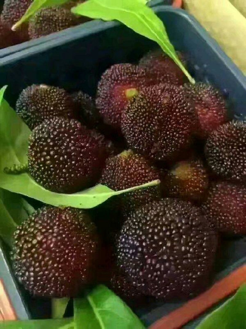 杨梅苗乌梅苗台梅苗量大优惠