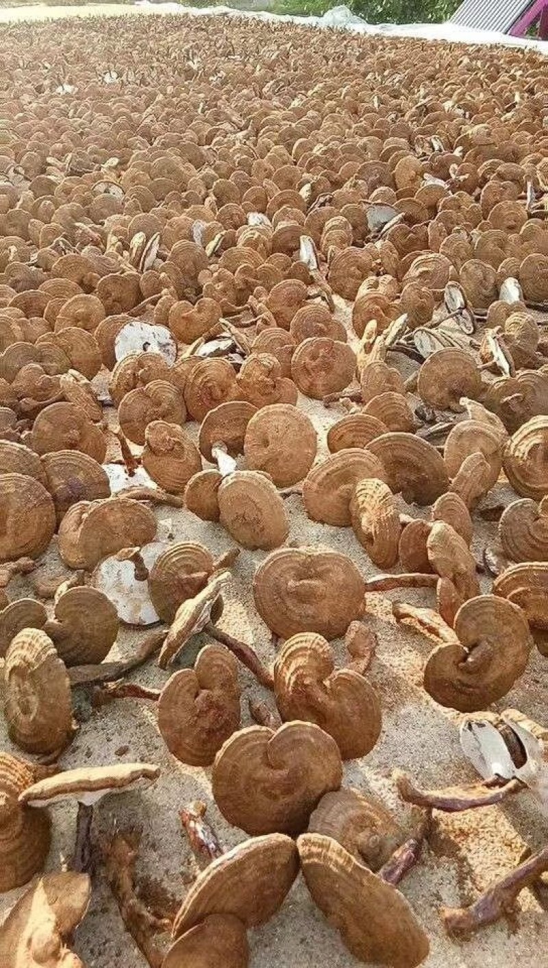 出售紫灵芝片