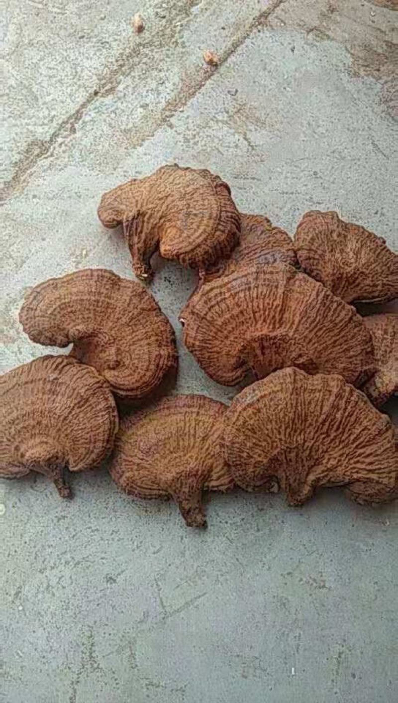 出售紫灵芝片
