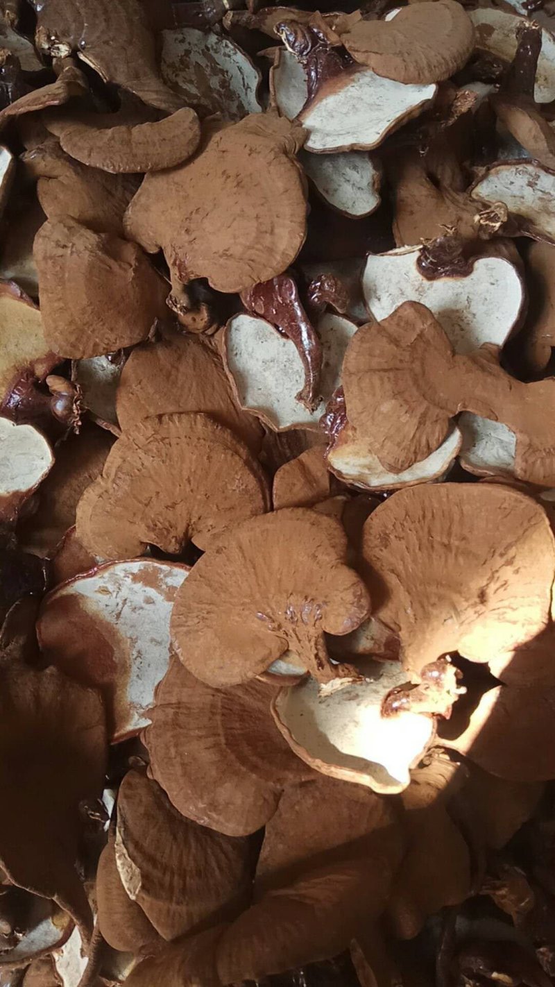 出售紫灵芝片