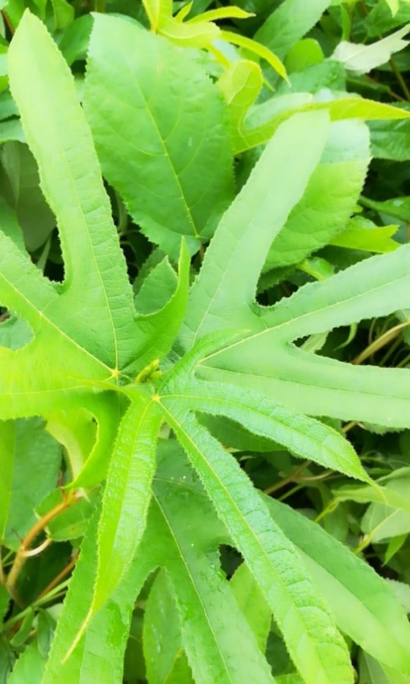 五指毛桃苗