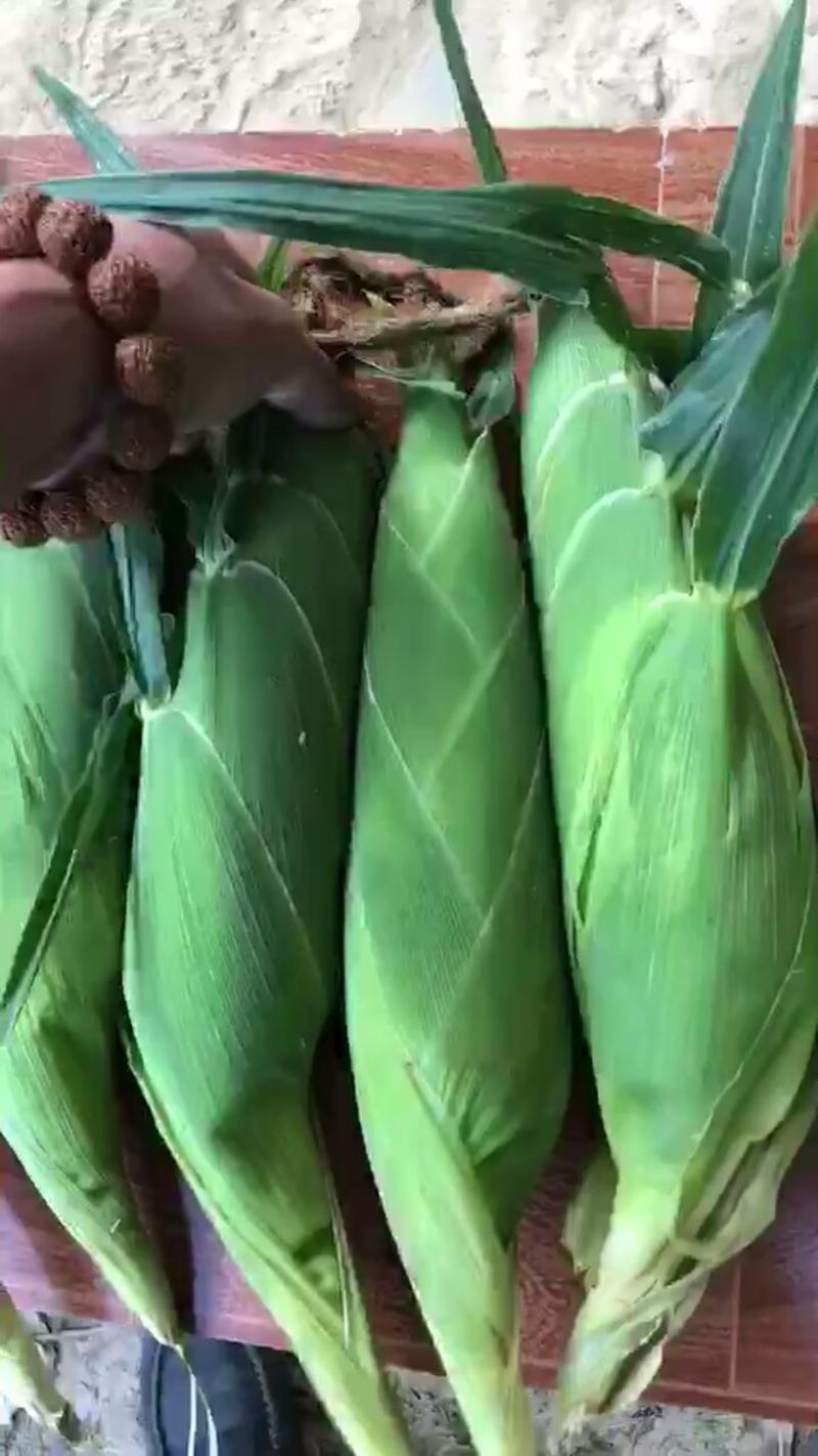 甜玉米种