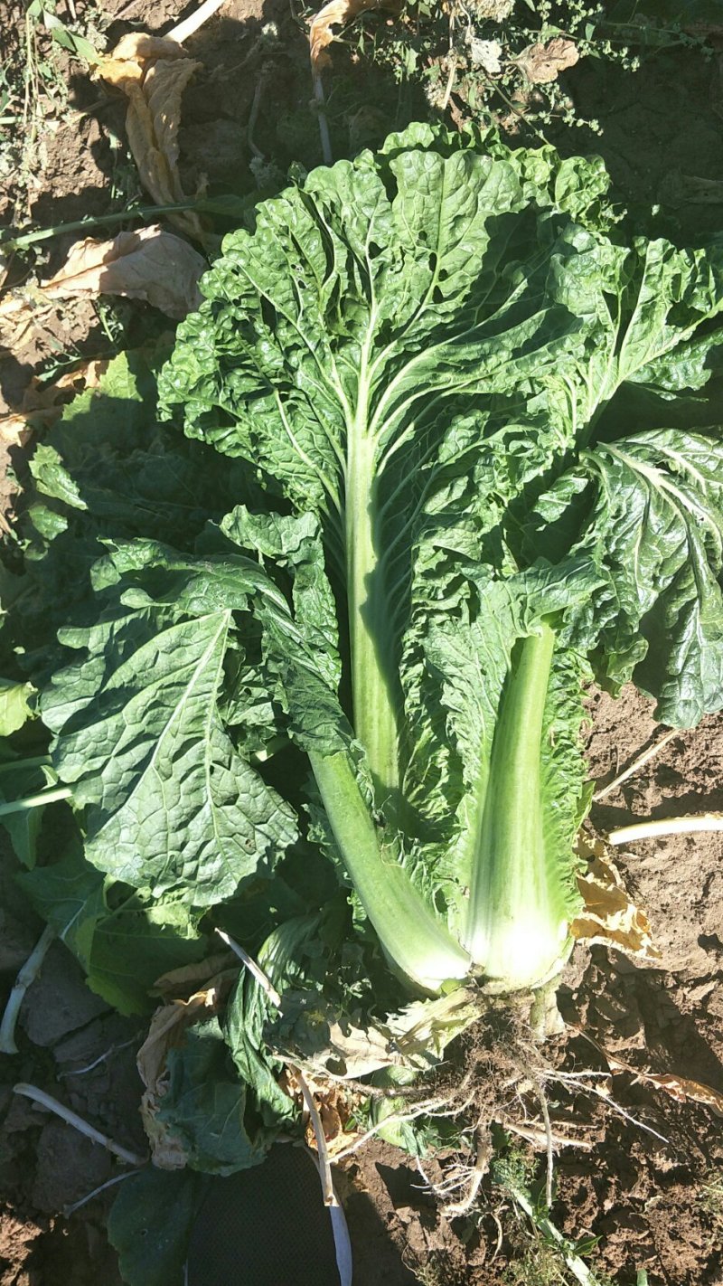 大白菜