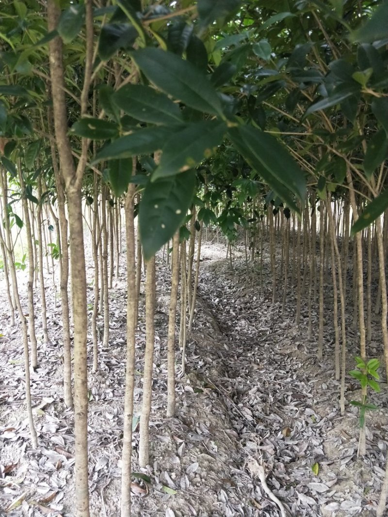 3公分丹桂苗海量供应