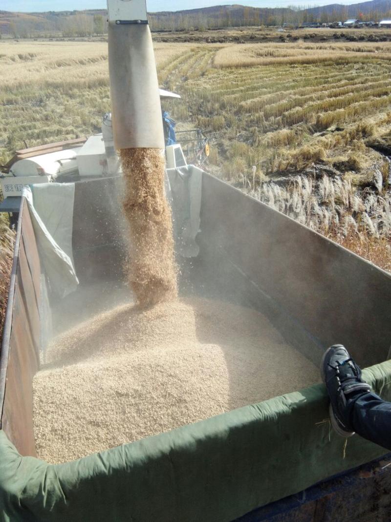 出售东北长粒水稻量大质优。响水大米产区，米质好，中科发5