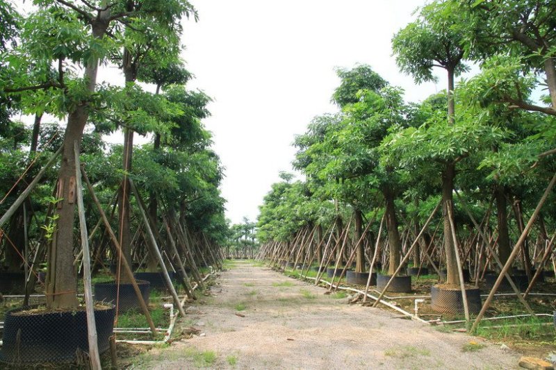 大量供应香樟，凤凰木，盆架子，重阳木，桂花，蝴蝶兰等