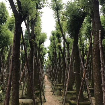 大量供应香樟，凤凰木，盆架子，重阳木，桂花，蝴蝶兰等