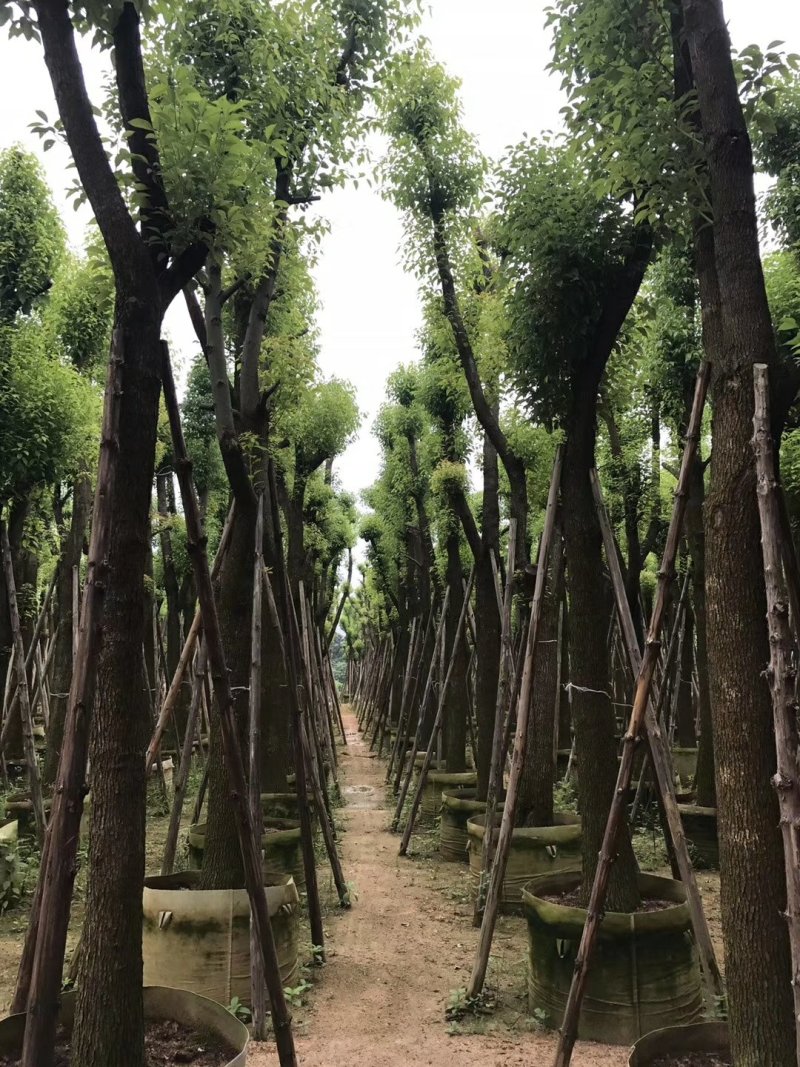 大量供应香樟，凤凰木，盆架子，重阳木，桂花，蝴蝶兰等