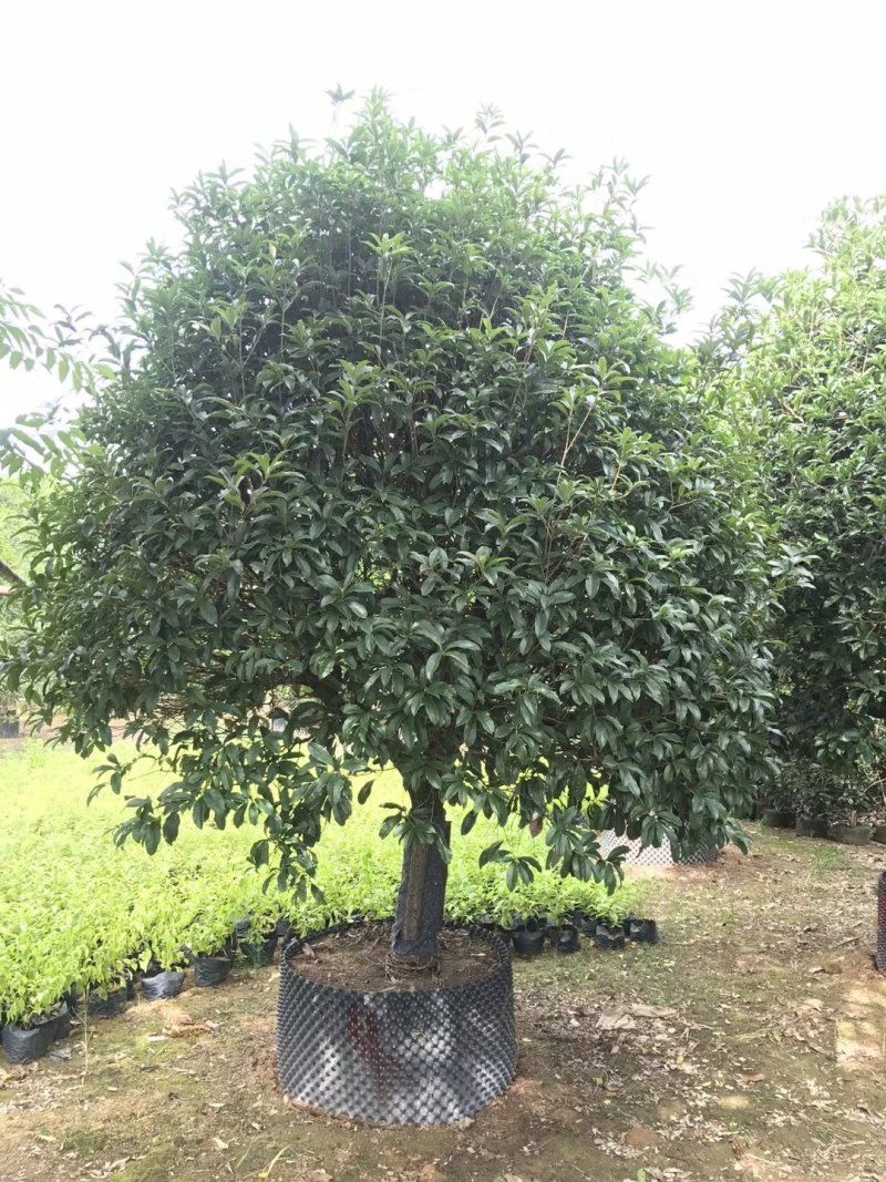 大量供应香樟，凤凰木，盆架子，重阳木，桂花，蝴蝶兰等