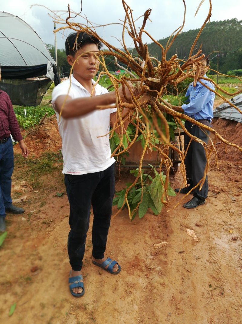五指毛桃苗