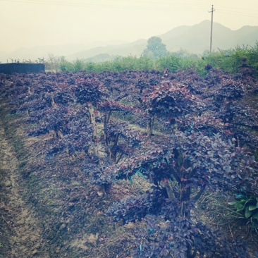红继木盆景