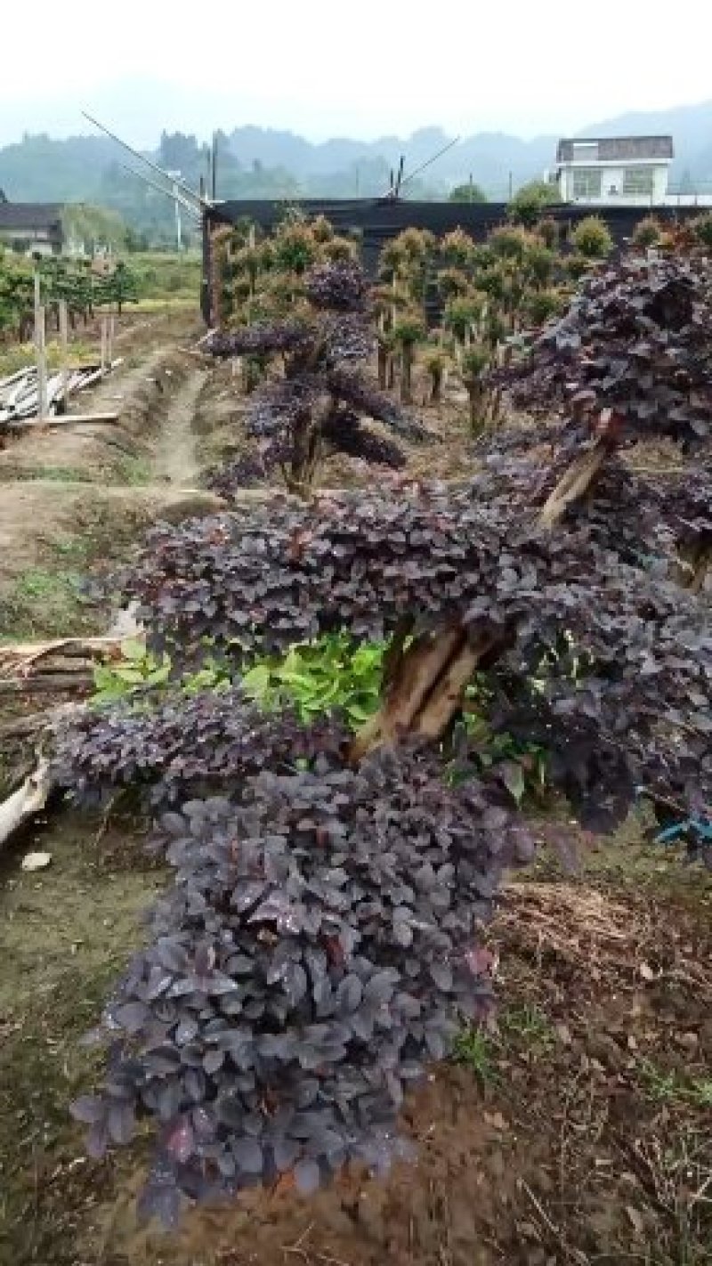 红继木盆景