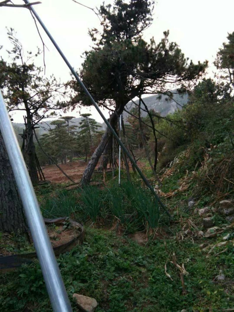 造型油松