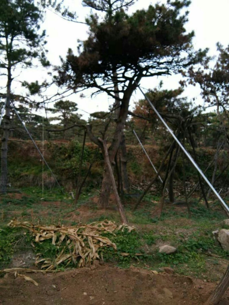 造型油松