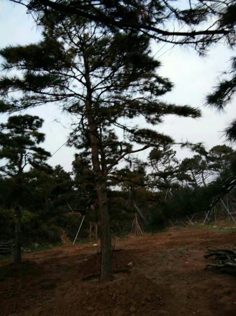 造型油松