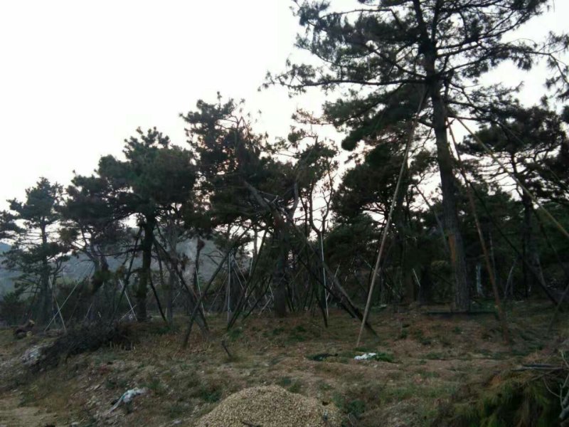 造型油松