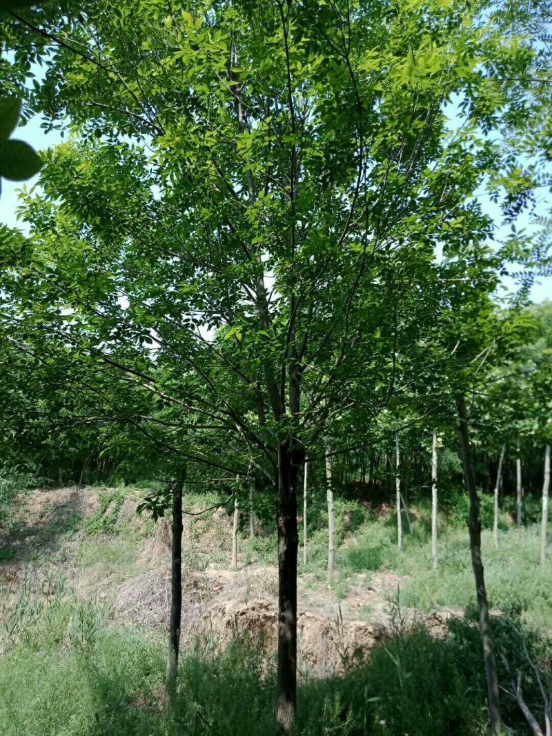 白蜡15-25公分，速生，原生老式都有货一手货源，量大充