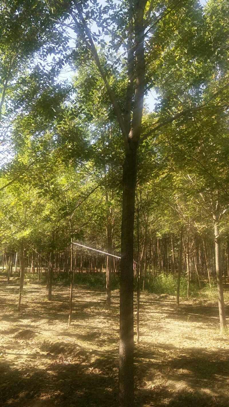 白蜡15-25公分，速生，原生老式都有货一手货源，量大充