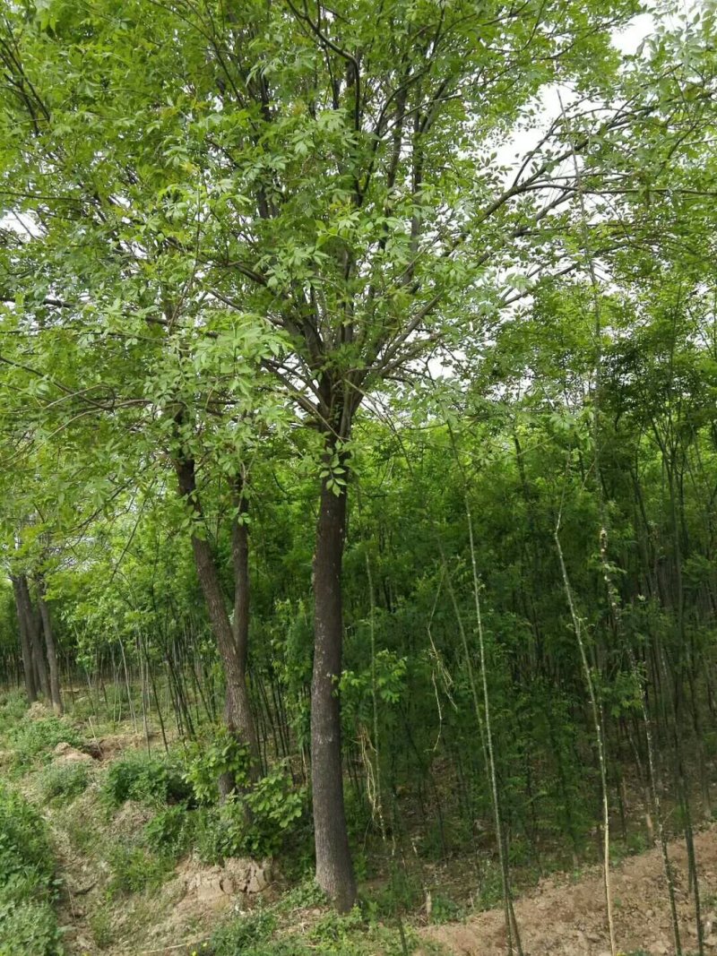 白蜡15-25公分，速生，原生老式都有货一手货源，量大充