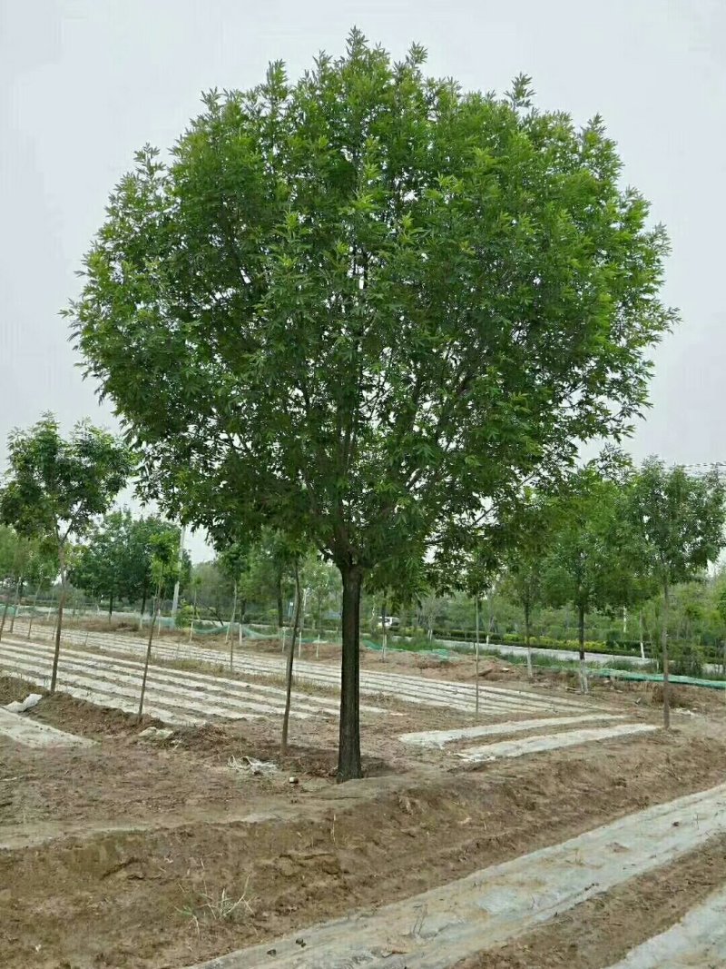 白蜡15-25公分，速生，原生老式都有货一手货源，量大充