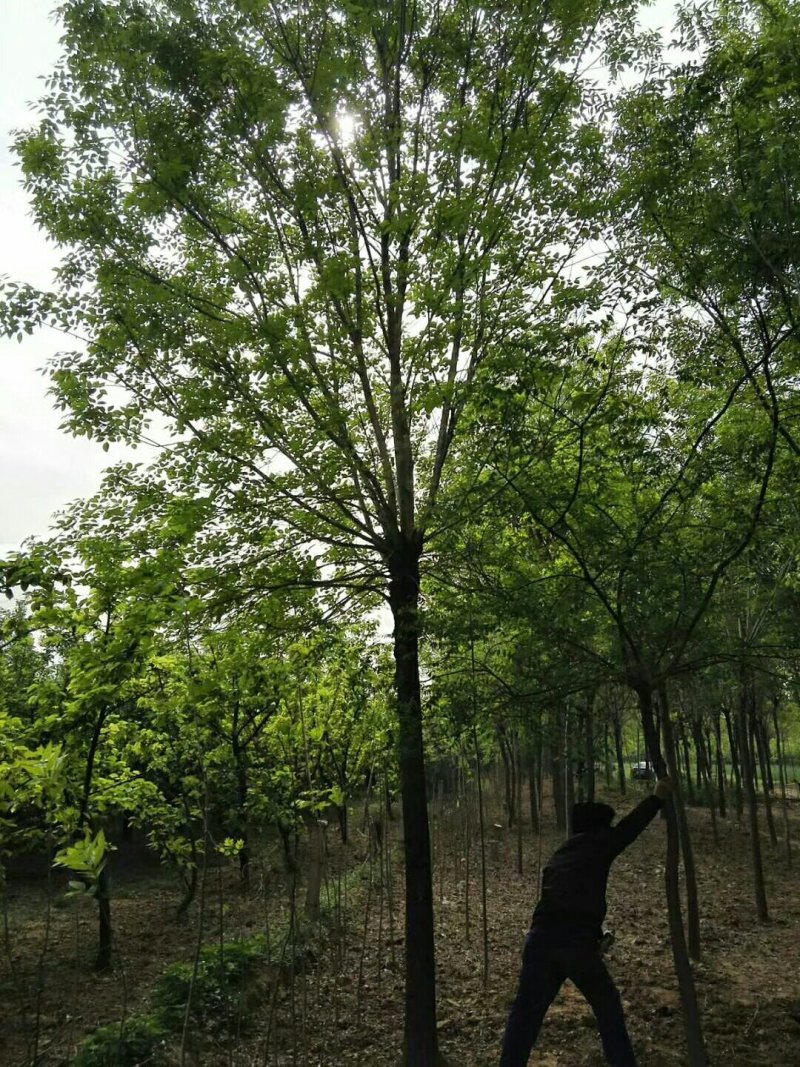 白蜡15-25公分，速生，原生老式都有货一手货源，量大充