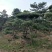 造型油松