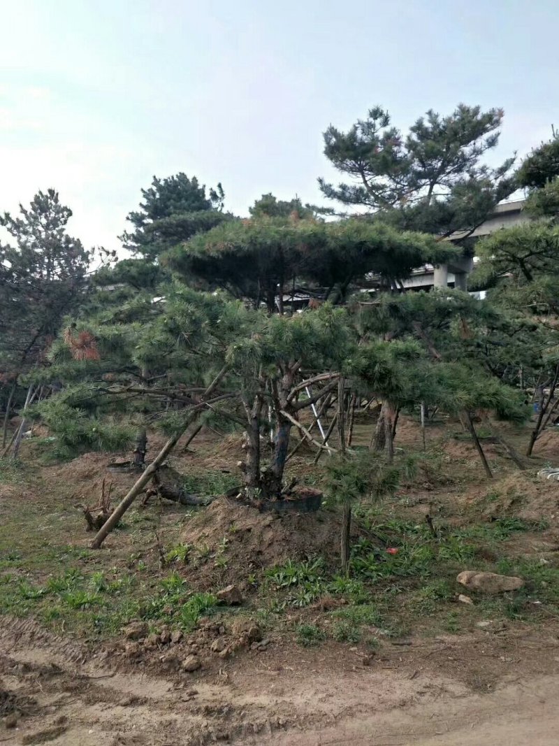 造型油松