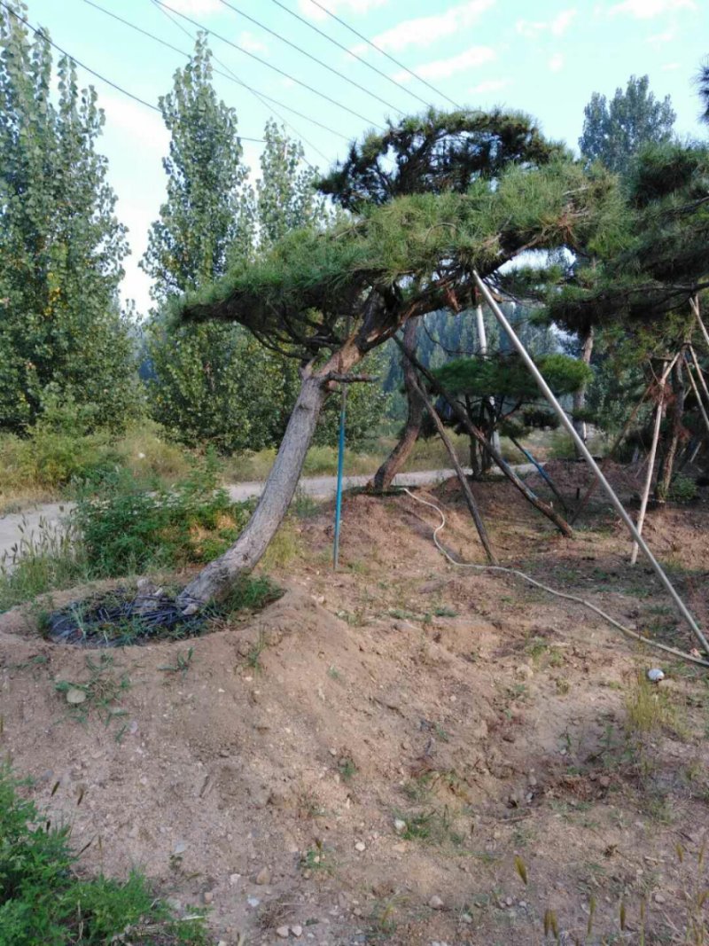 造型油松