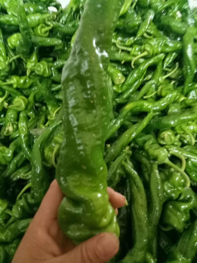 鲜辣椒，各种各样鲜辣椒