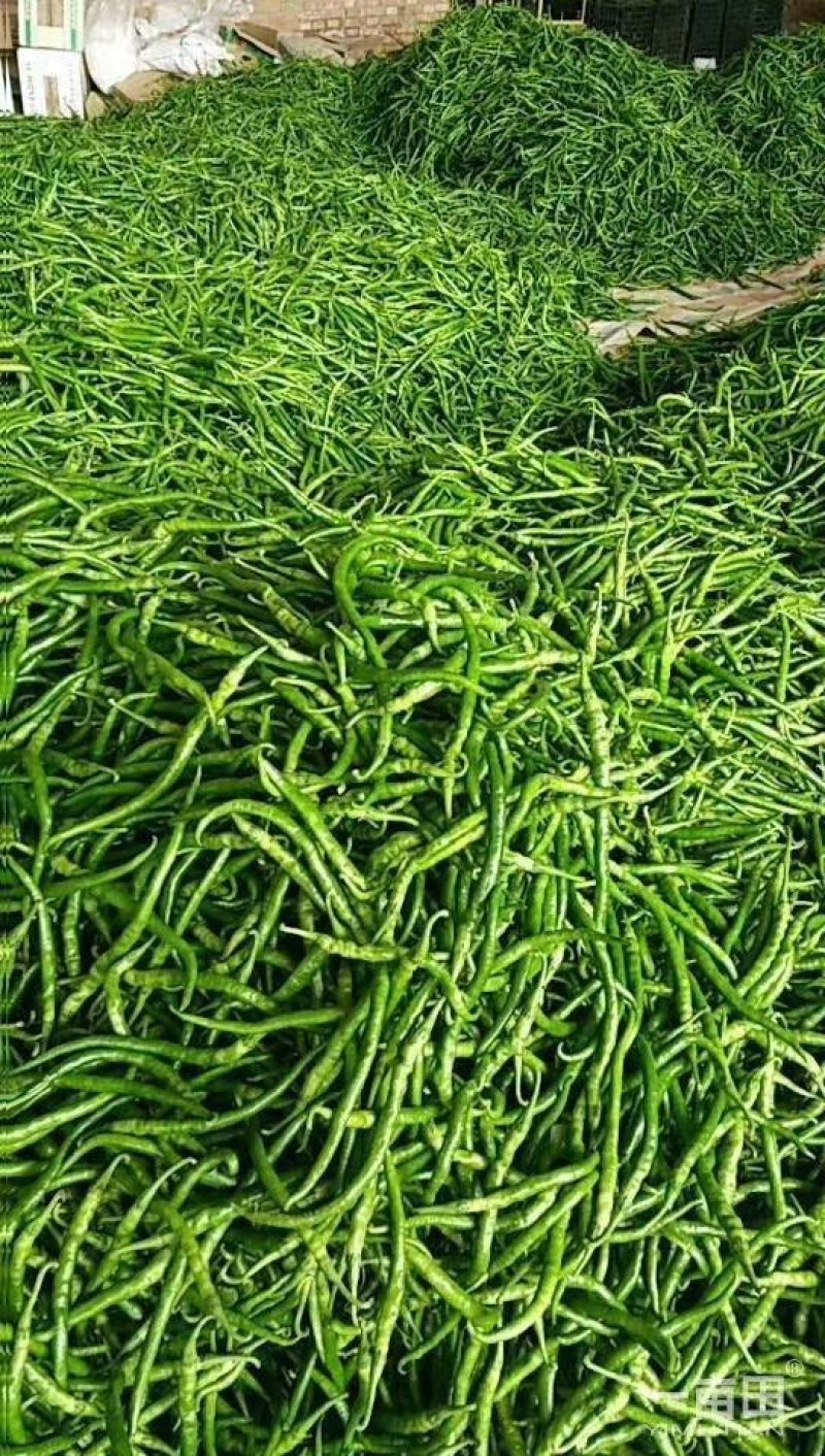 鲜辣椒，各种各样鲜辣椒