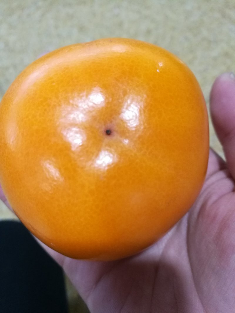 磨盘圆柿子可做柿饼