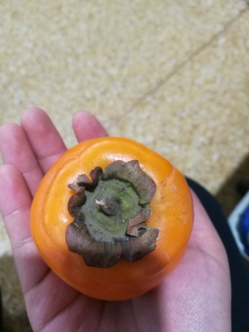 磨盘圆柿子可做柿饼