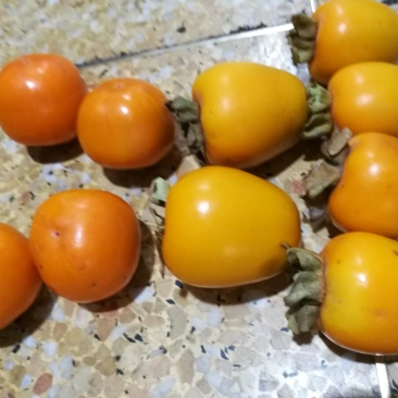 磨盘圆柿子可做柿饼