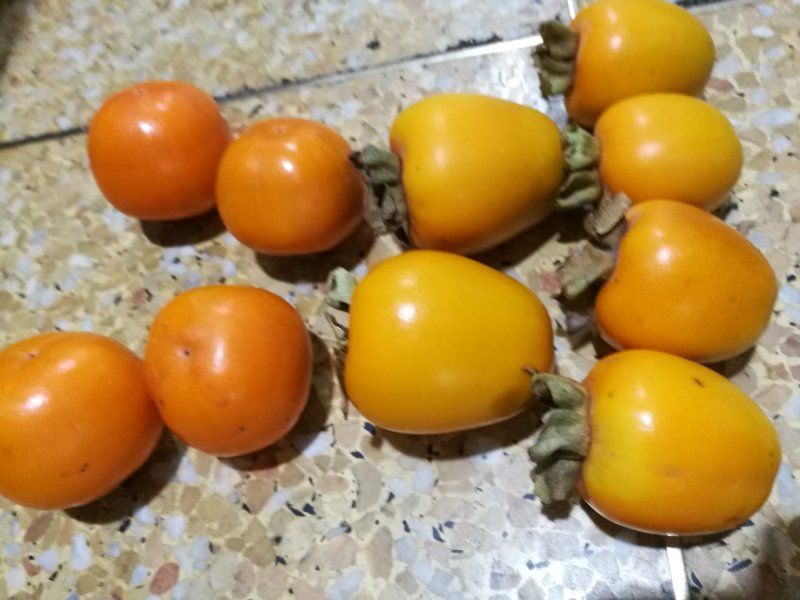 磨盘圆柿子可做柿饼
