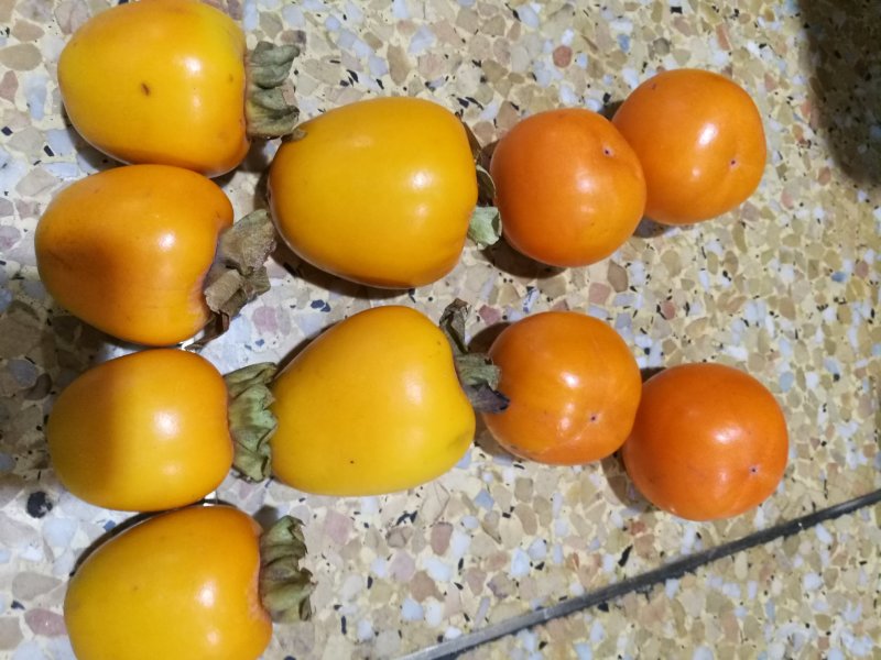 磨盘圆柿子可做柿饼