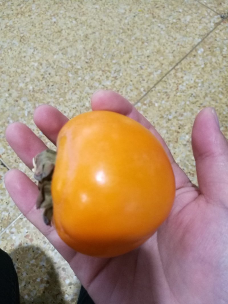 磨盘圆柿子可做柿饼