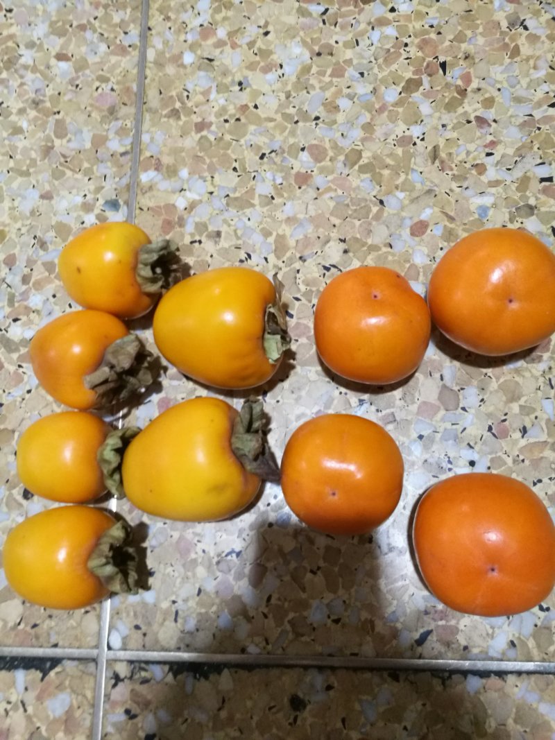磨盘圆柿子可做柿饼