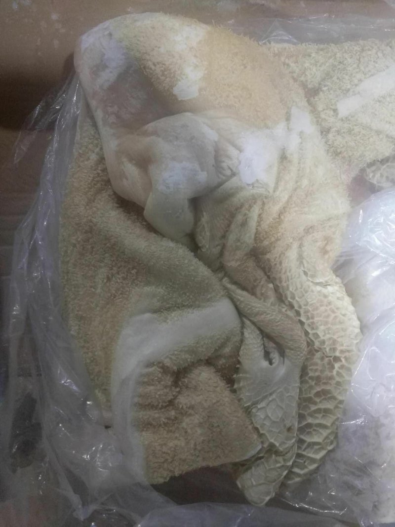 牛肚