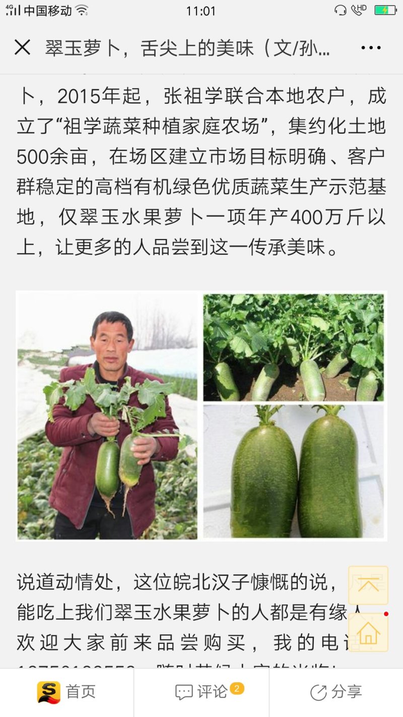 淮北水果青萝卜供应阜阳宿州亳州，天津山东全国，绿肉甜脆