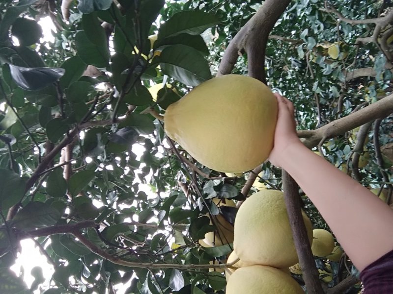 【有好货】广西容县沙田柚纯正纯甜多水分诚招代一件代发