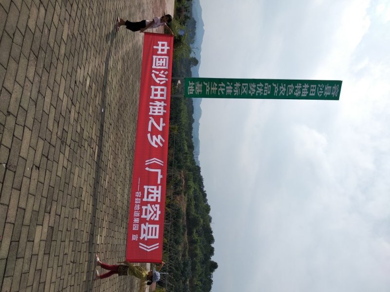 【有好货】广西容县沙田柚纯正纯甜多水分诚招代一件代发