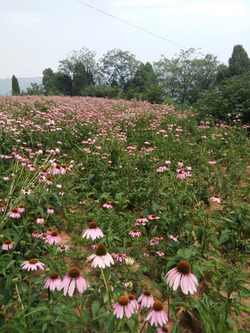紫锥菊全草、根。价格面议