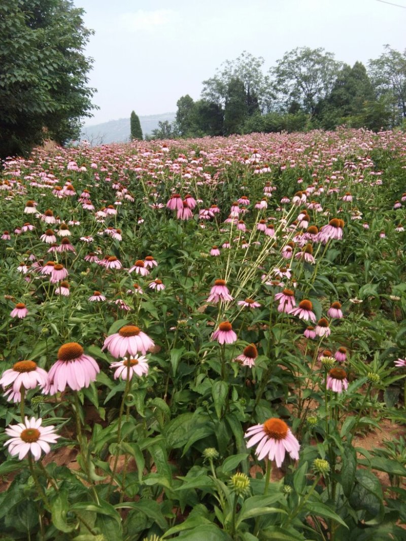 紫锥菊全草、根。价格面议