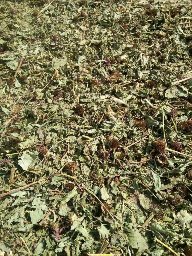 紫锥菊全草、根。价格面议