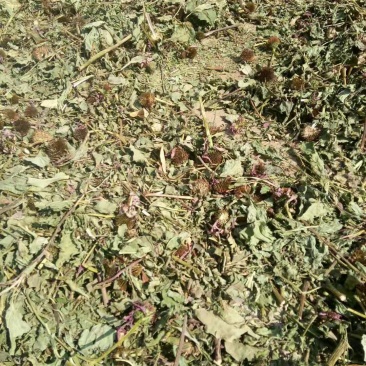 紫锥菊全草、根。价格面议
