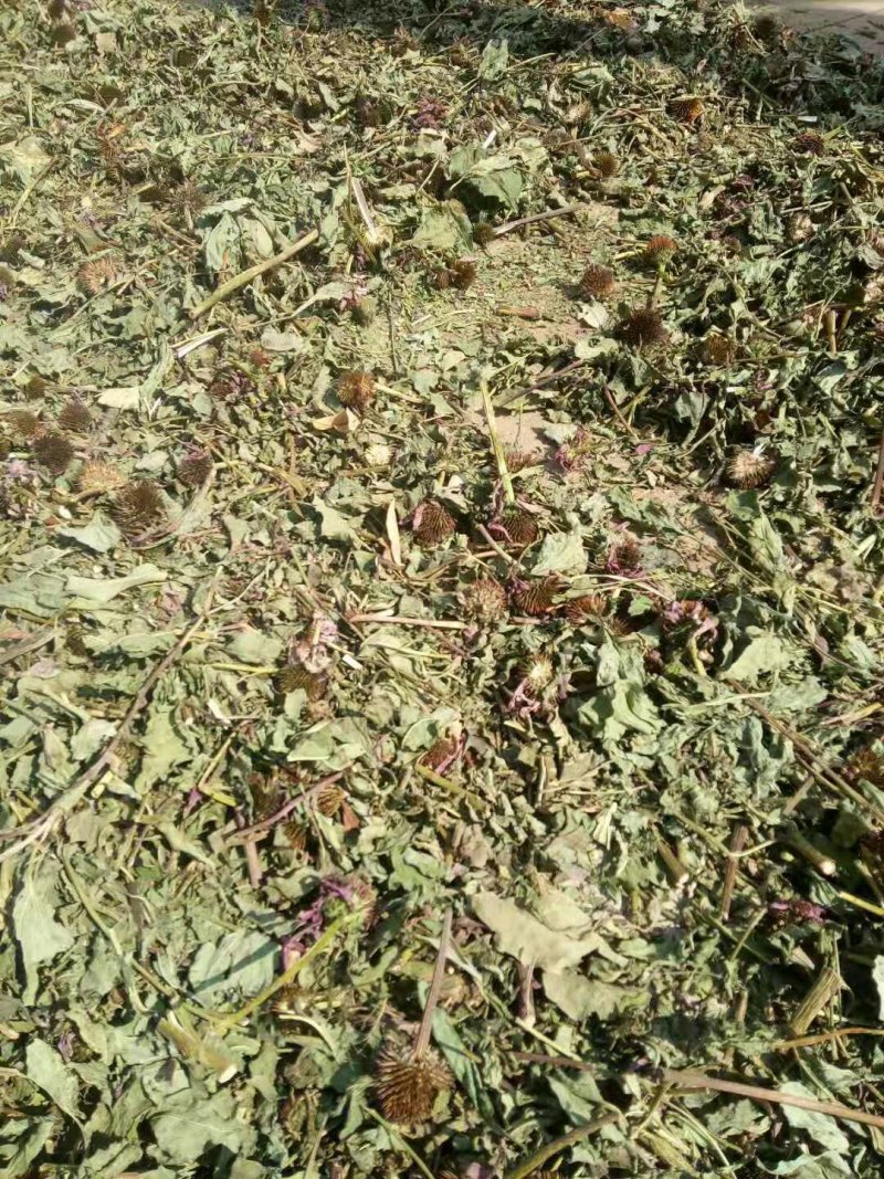 紫锥菊全草、根。价格面议