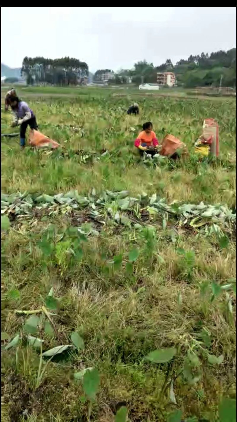 香芋，芋头，槟榔芋，大量供应，质量保证！